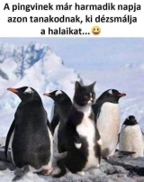 Napi humor
