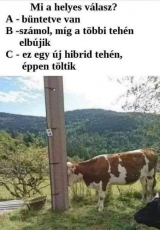 Napi humor